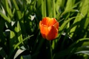IMG_6785