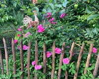 RosenIMG E3012